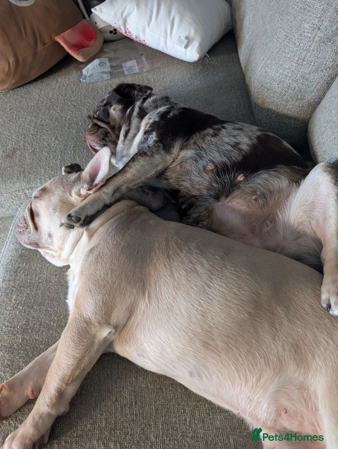 Frug dogs for sale: Beautiful litter of frugs - Advert 19