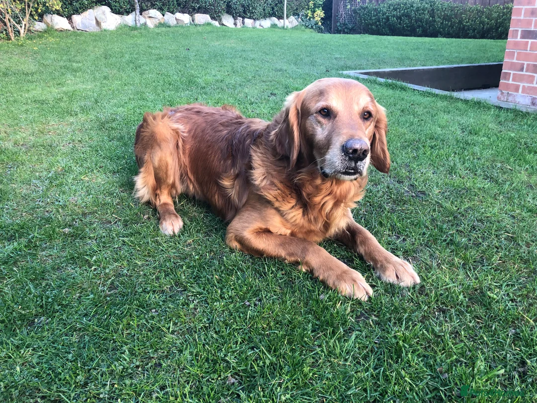 Golden Retriever dogs for stud: Castori Spirit Golden Retriever Stud 100% DNA Test in Barnsley - Advert 6