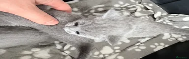 Russian Blue Kitten 2