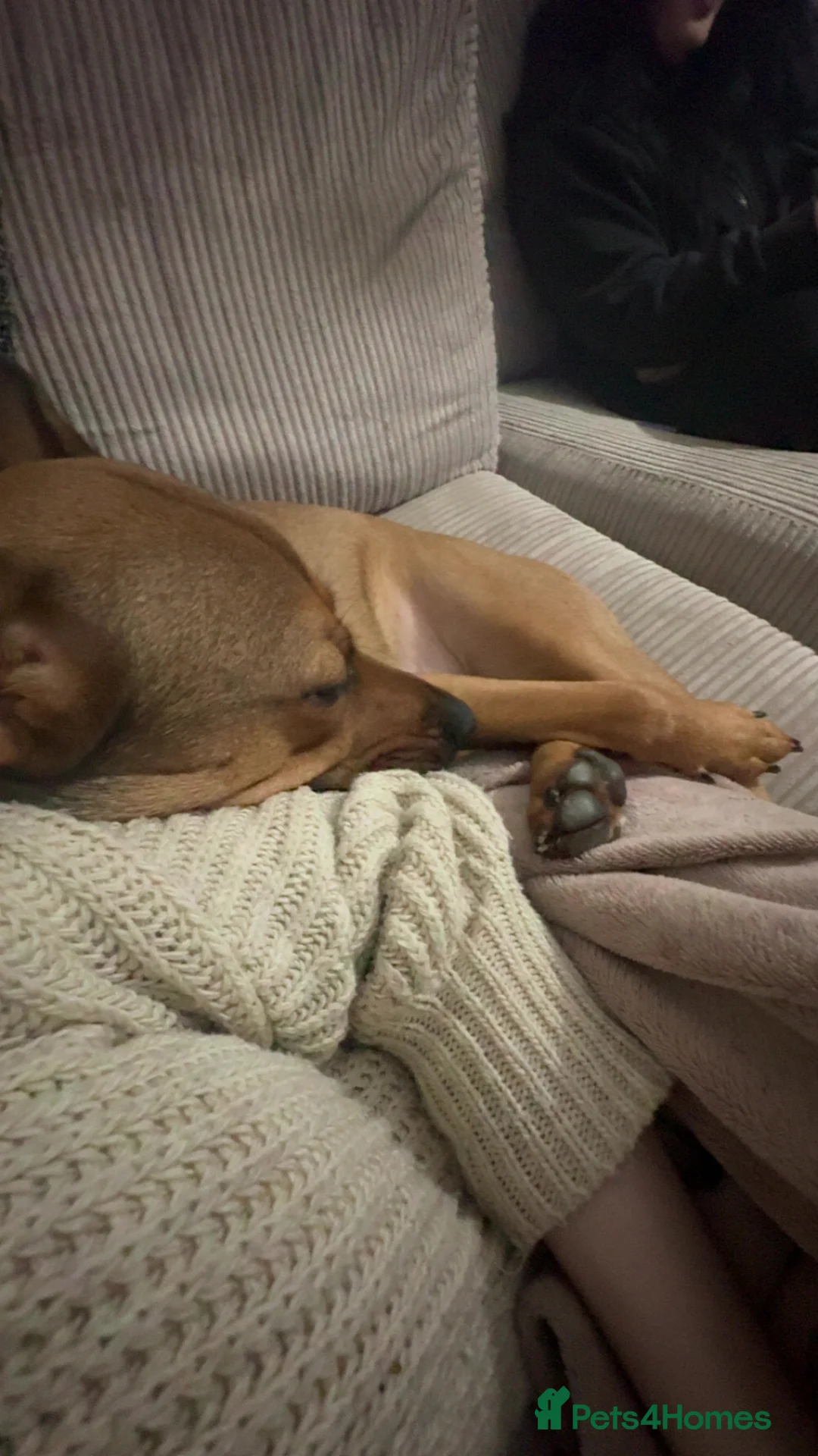 Mixed Breed dogs for sale: NOVA FREE - Advert 2