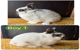 Netherland Dwarf rabbits for sale: Stunning well handled Netherland dwarves  - Image 2