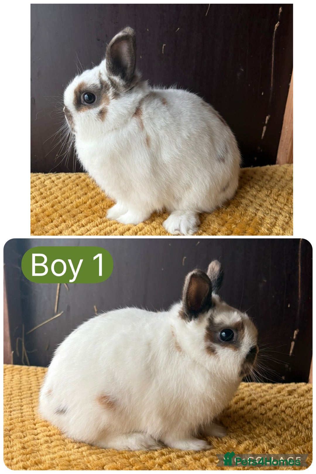 Netherland Dwarf rabbits for sale: Stunning well handled Netherland dwarves  - Image 2