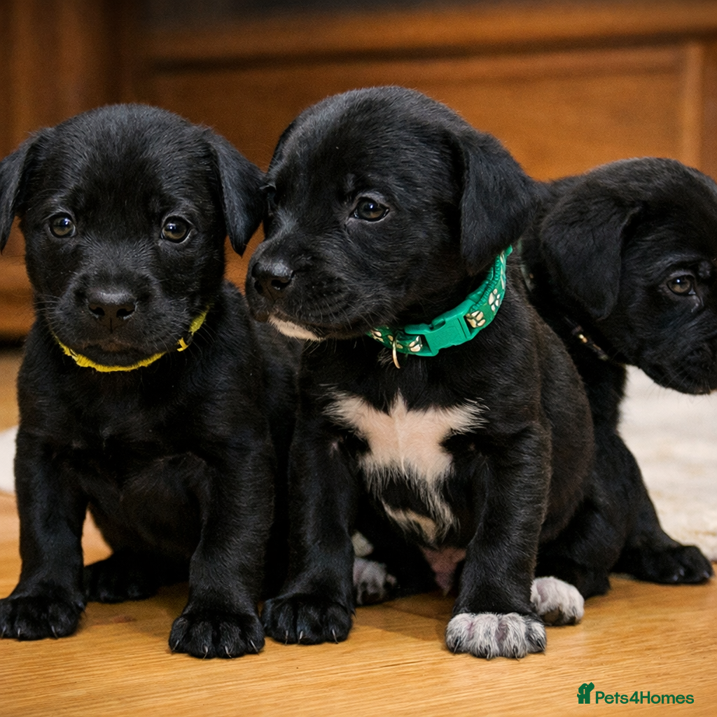Mixed Breed dogs 💛 Fox Red Lab × Pointer Puppies – Ready 11/3/26 - Advert 15