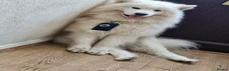 Samoyed dogs for sale: Samoyed puppies  in London - Advert 2