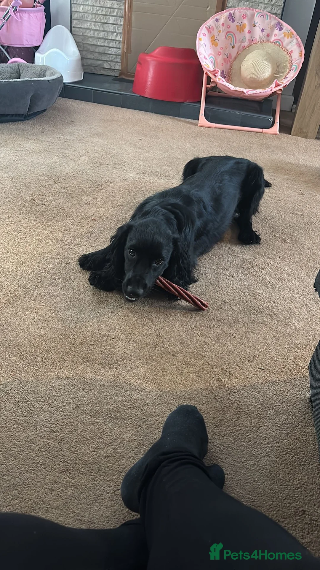 Cocker Spaniel dogs for sale: Spaniel for rehoming in Dorchester - Advert 4