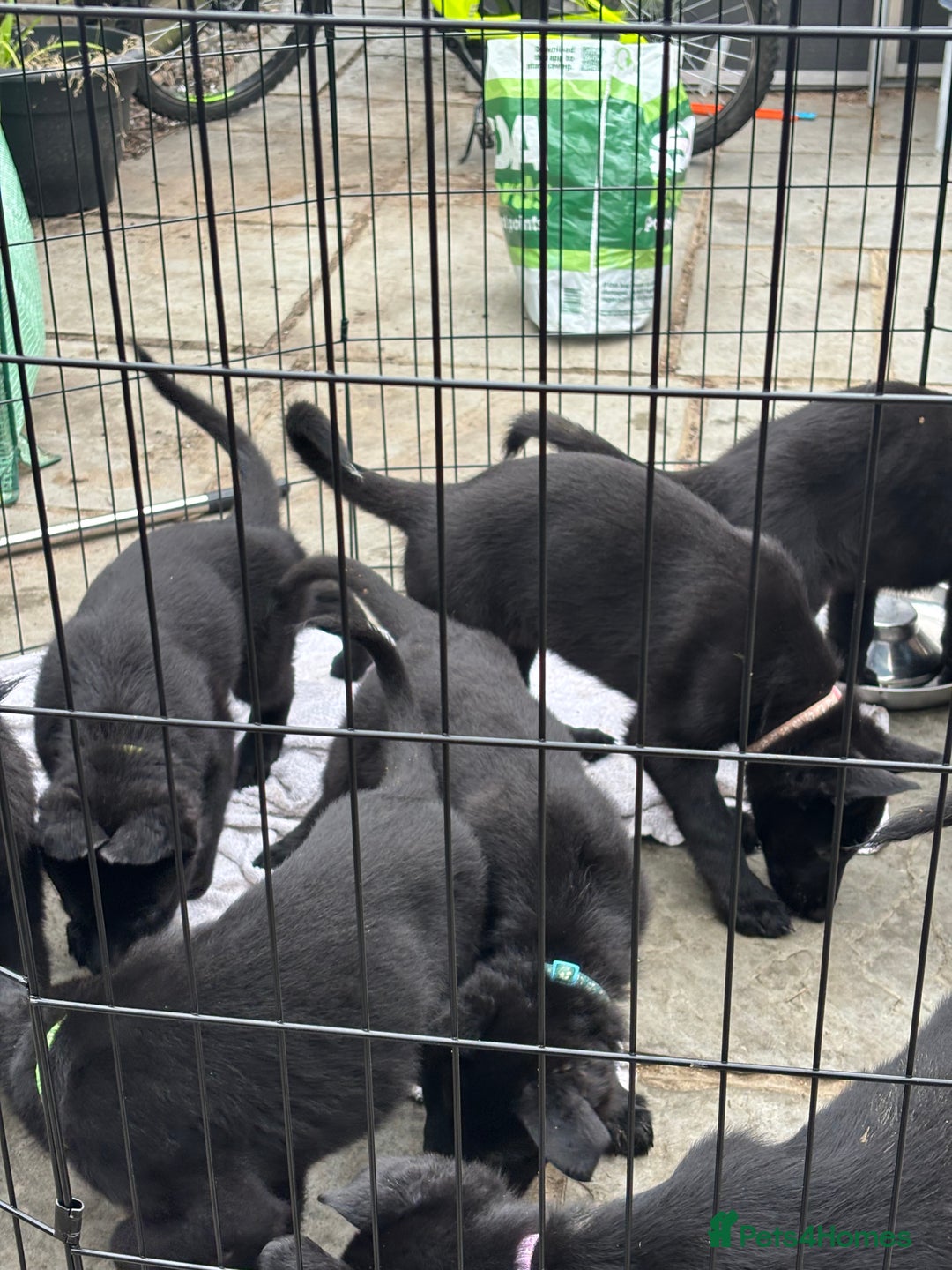 German Shepherd dogs for sale: Beautiful Black German Shepherd Puppies - Image 18