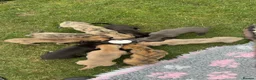 Mixed Breed dogs for sale: Whippet x lurcher puppies  - Advert 1