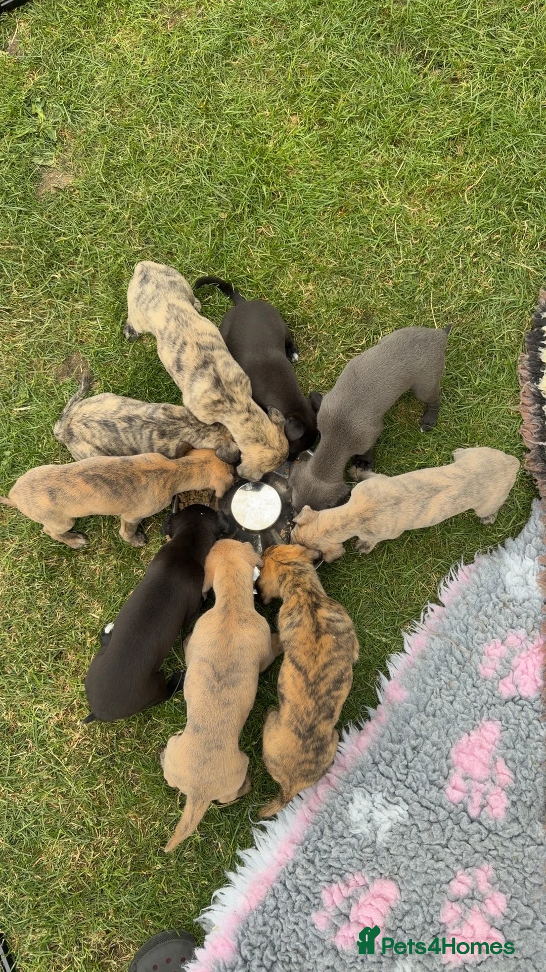 Mixed Breed dogs for sale: Whippet x lurcher puppies  - Advert 1