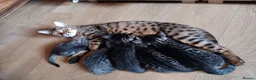 Bengal cats for sale: 4x Girls & 4x Boys – Stunning Bengal cross Kittens - Advert 39