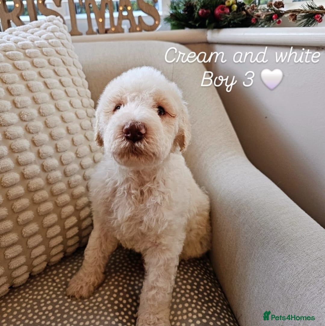 Labradoodle dogs for sale: Curly Coated Hypo-Allergenic Labradoodle Puppies   - Advert 13