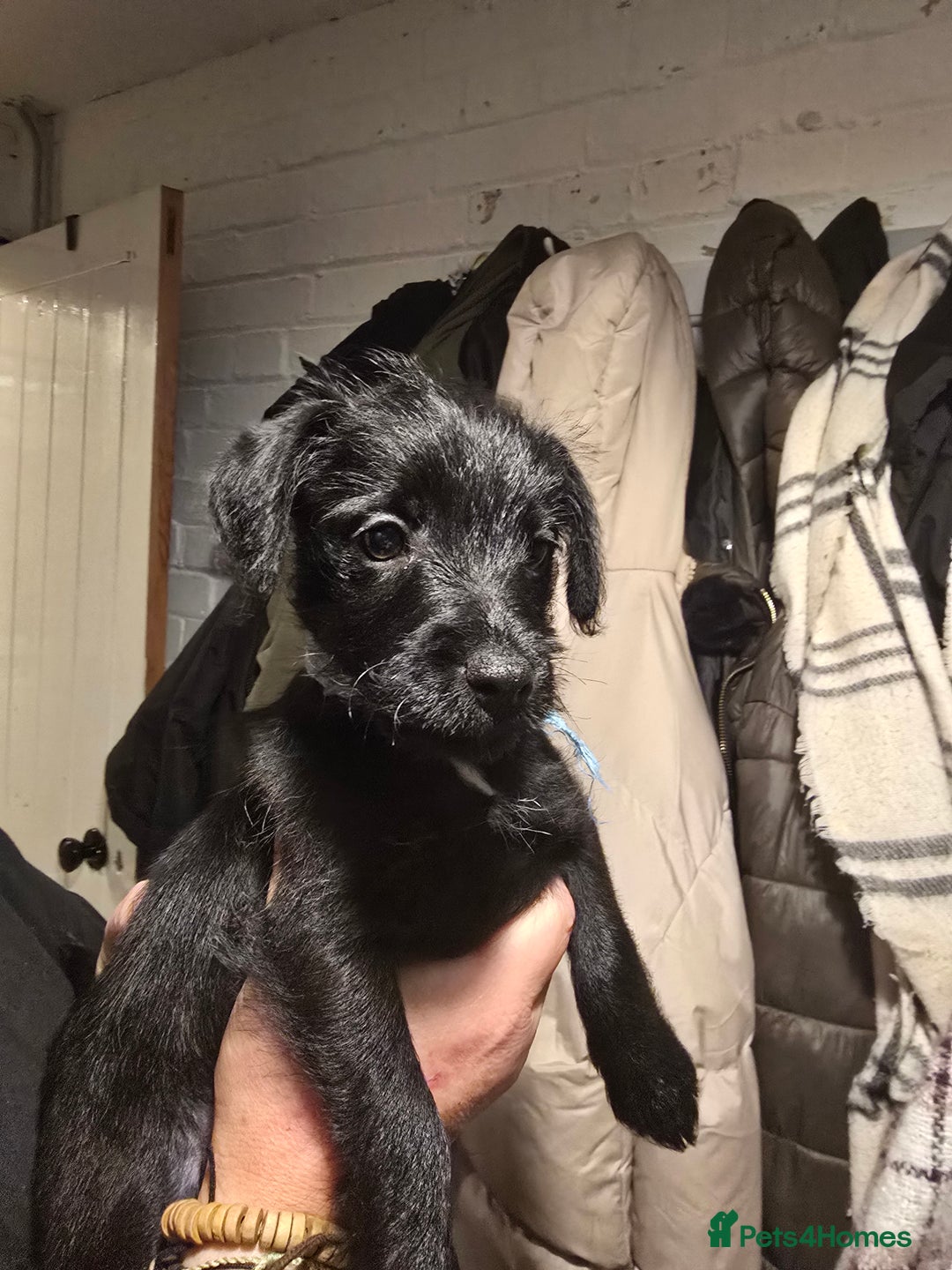 Mixed Breed dogs for sale: Schnoodle cross pomiestaff - Advert 5