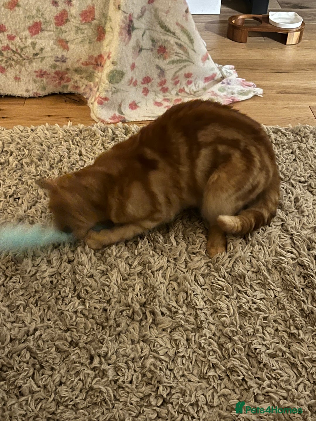 Domestic Shorthair cats for sale: Brother cats. One ginger and one black and white - Advert 4