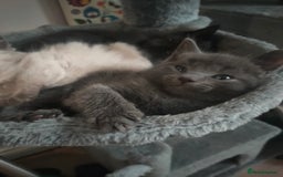 Mixed Breed cats for sale: Ragdoll X for sale  - Image 6