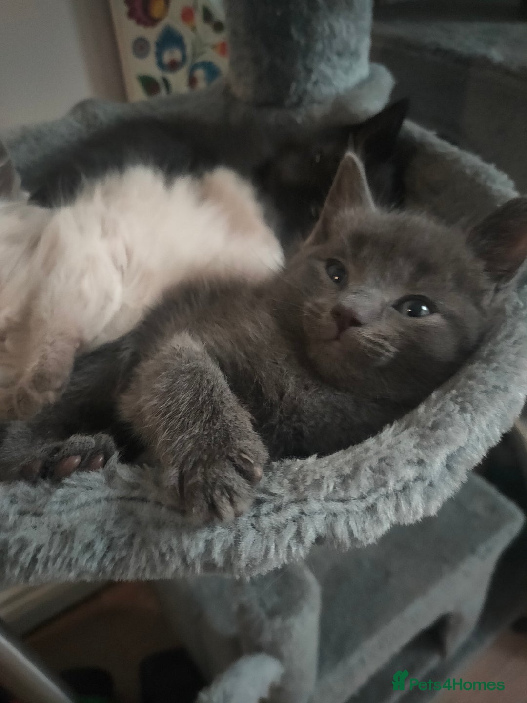 Mixed Breed cats for sale: Ragdoll X for sale  - Image 6