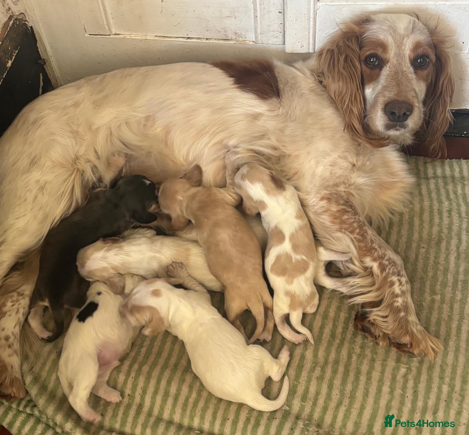 Cocker Spaniel dogs Working cocker spaniels  - Advert 8
