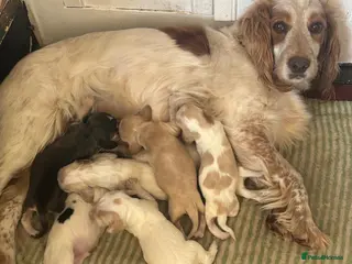 Cocker Spaniel dogs Working cocker spaniels - Advert 1