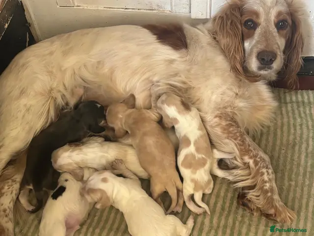 Cocker Spaniel dogs Working cocker spaniels - Advert 4