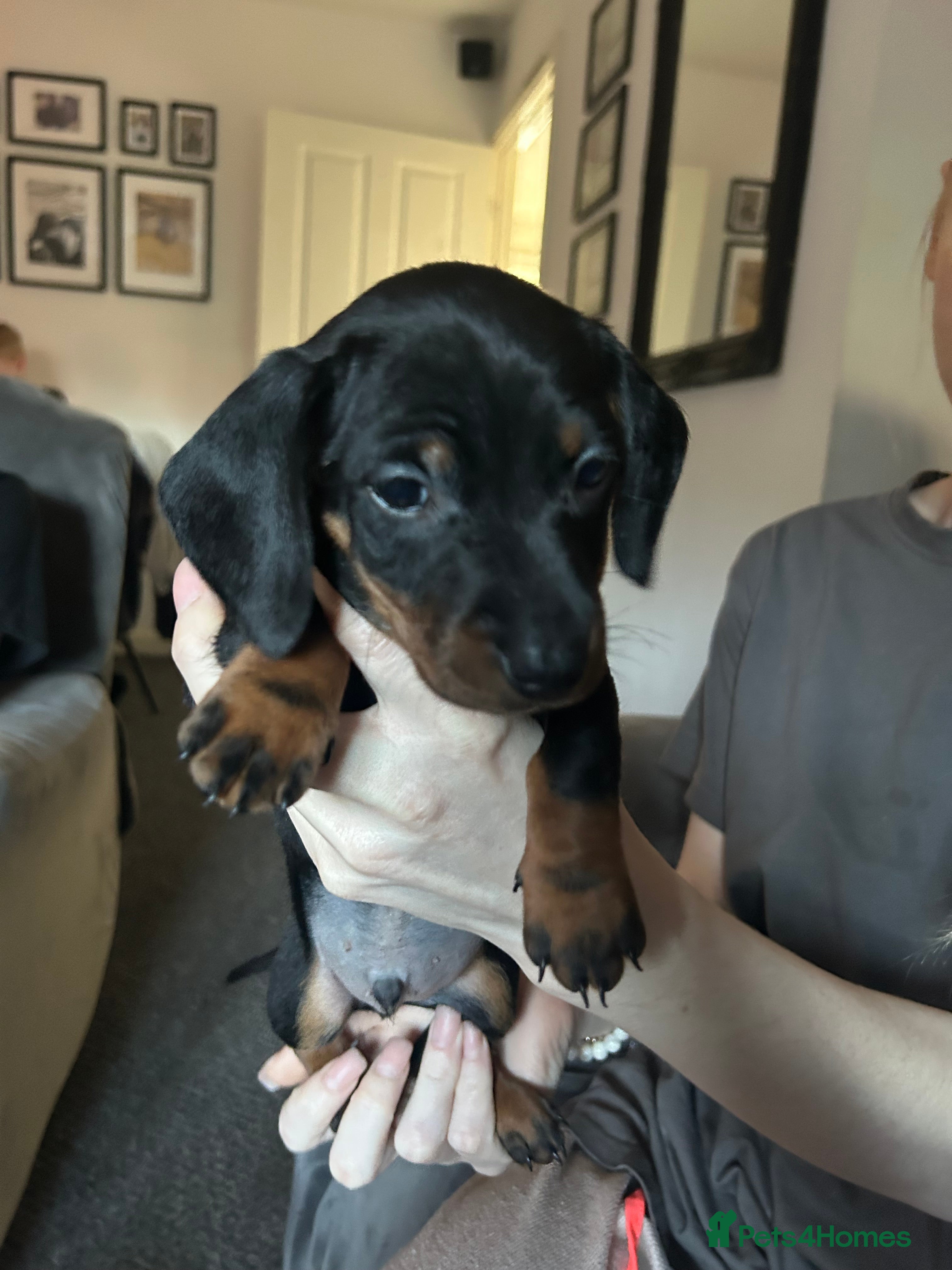 Miniature Dachshund dogs Miniature dachshund  - Advert 15