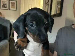 Miniature Dachshund dogs ⭐️REDUCED⭐️READY TO LEAVE⭐️Miniature dachshund - Advert 8