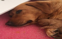 Labrador Retriever dogs for sale: Fully health tested KC reg 5 year old labrador - Image 8