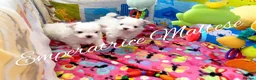 Maltese dogs for sale: Tiny KC Reg. Korean Maltese- CH line show dogs! - Advert 13