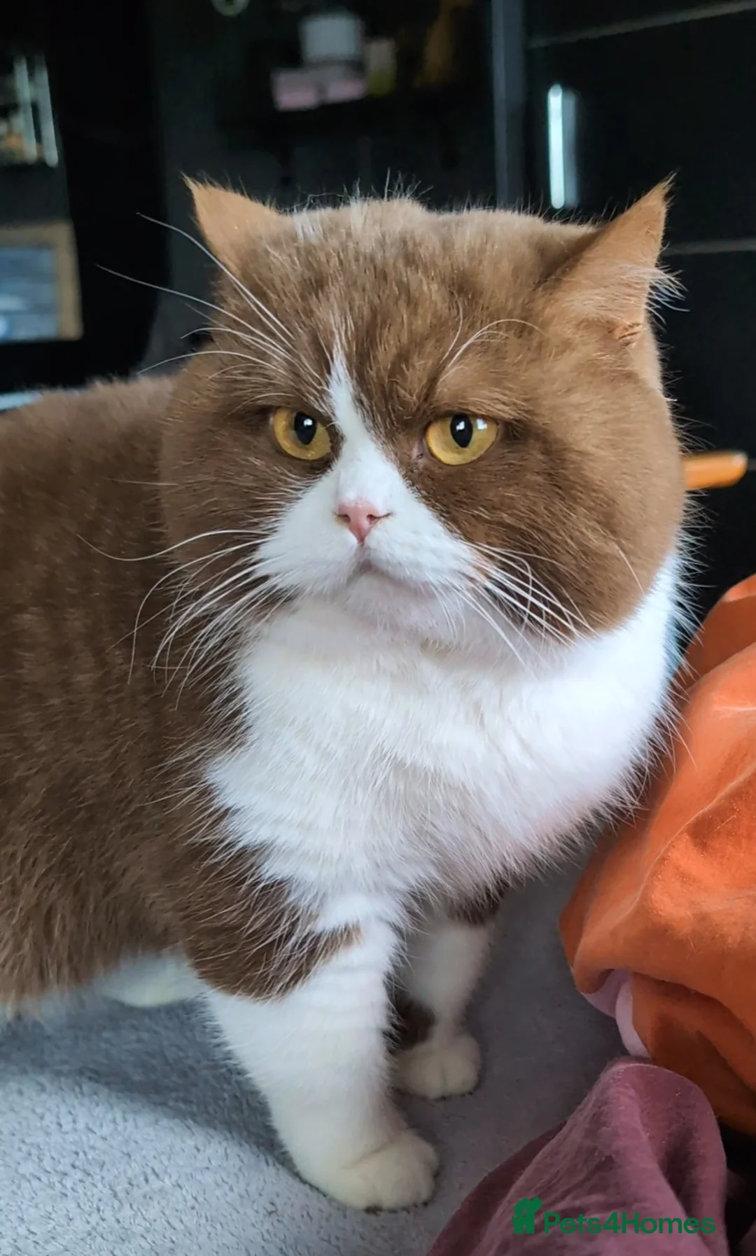 British Shorthair cats for stud: BSH Cinnamon Bicolour Champion bloodline For Stud  in Birmingham - Advert 2