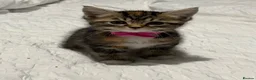 Mixed Breed cats for sale: BEAUTIFUL HOME REARED TABBY KITTENS ready 19/08/26 - Advert 32