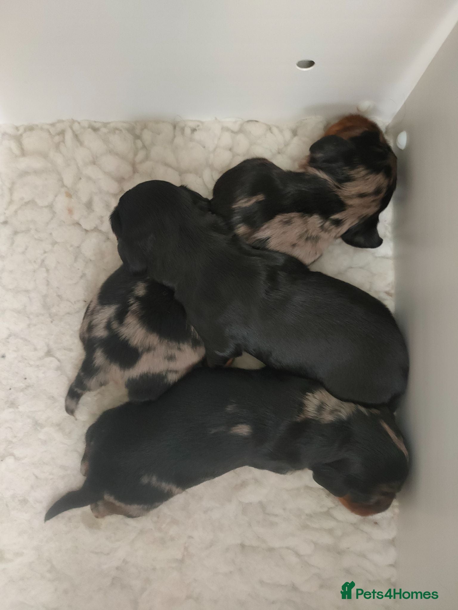 Miniature Dachshund dogs Beautiful litter of mini long coat Dachshunds  - Advert 2