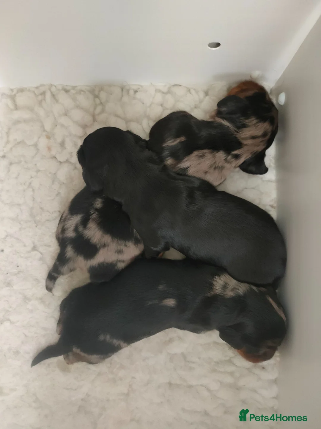 Miniature Dachshund dogs for sale: Beautiful litter of mini long coat Dachshunds  - Advert 2