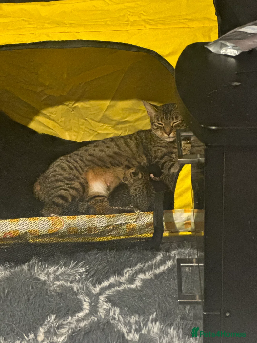 Mixed Breed cats for sale: Bengal mix kittens for sale - Advert 18