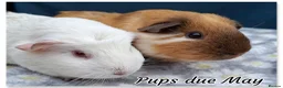 Guinea Pig rodents for sale: Black Swiss & Buff Cali Baby Guinea Pig Boys  - Advert 7