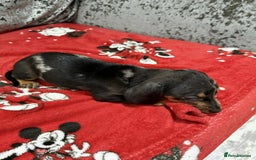 Dachshund dogs for sale: Miniature Dachshunds - Image 6