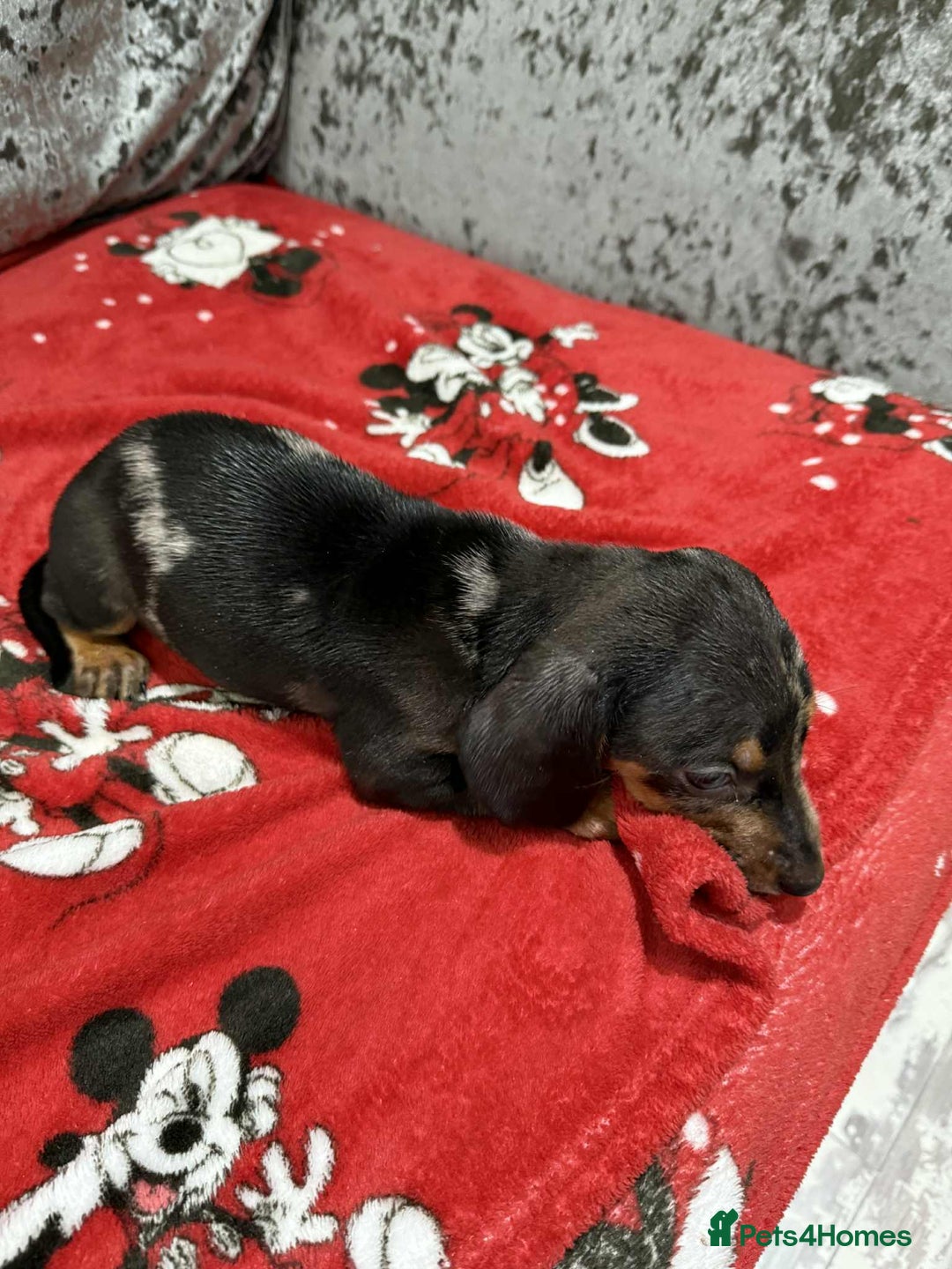 Dachshund dogs for sale: Miniature Dachshunds - Image 6