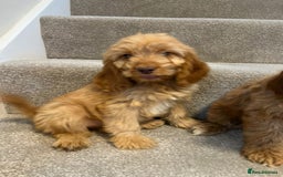 Cockapoo dogs for sale: Cockapoo puppies ready now  - Image 17