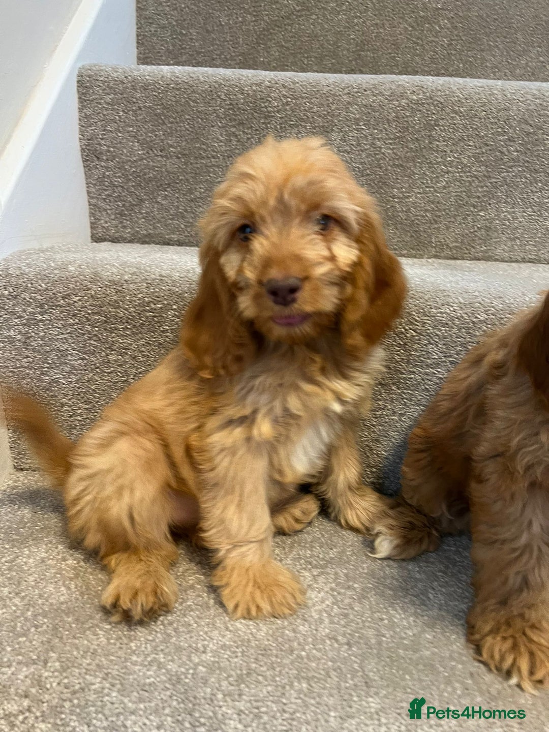 Cockapoo dogs for sale: Cockapoo puppies ready now  - Image 17