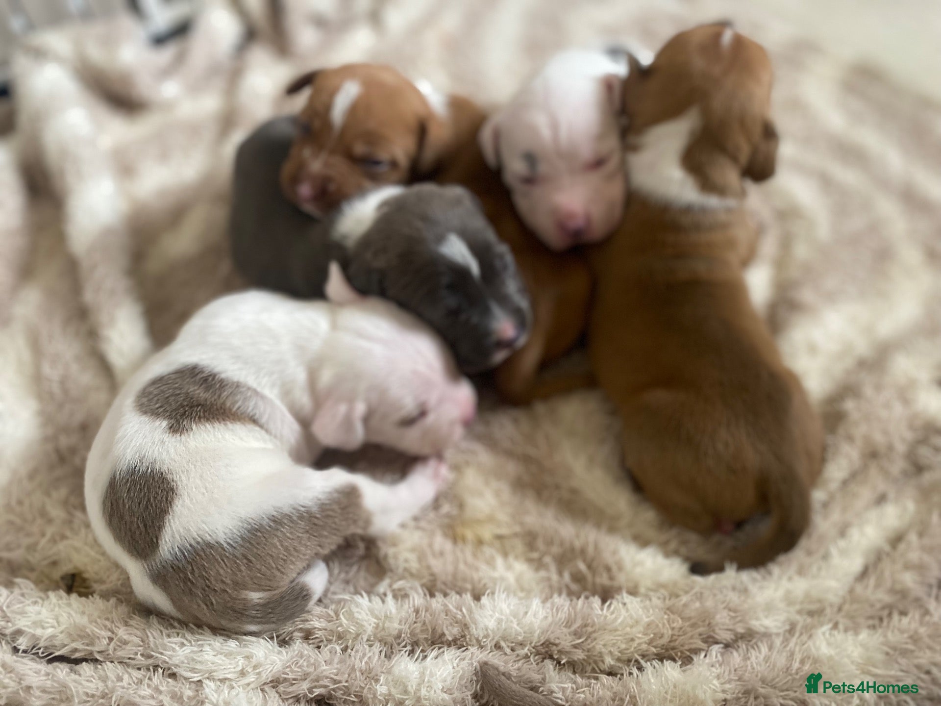 Mixed Breed dogs 9 beautiful staffy cane corso pups 😍 - Advert 12