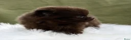 Pomeranian dogs for sale: BEAUTIFUL TEDDY FACE POMERANIAN PUPPIES KC ❤️✨ - Advert 16