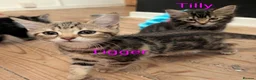 Domestic Shorthair cats for sale: READY TO LEAVE NOW🩵🩷 - Advert 22