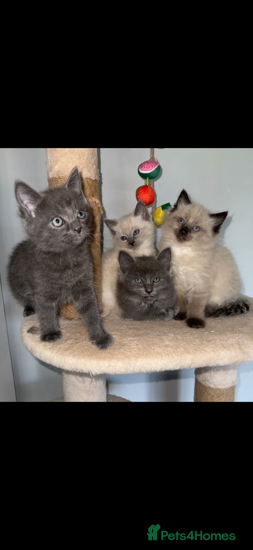 Ragdoll cats for sale: Gorgeous Ragdoll x British Shorthair Kittens  - Image 4