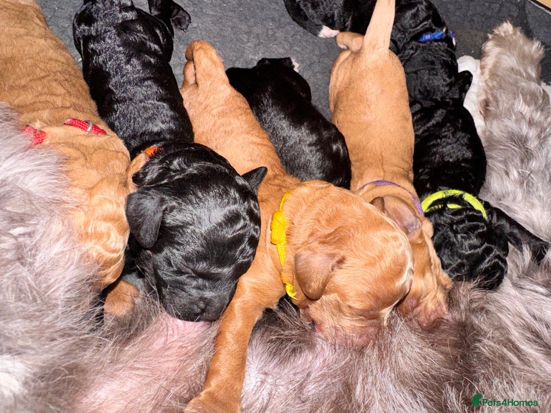 Labradoodle dogs for sale: F1b Miniature Labradoodle Puppies  - Advert 20