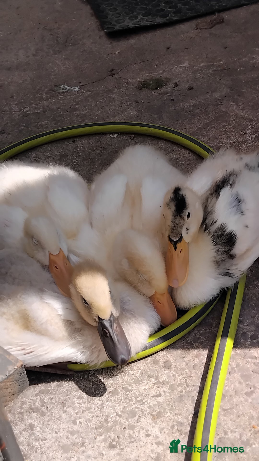Ducks poultry for sale: 4x ducks - Image 5