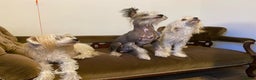 Chinese Crested dogs for sale: Chinese Crested puppies - Advert 28