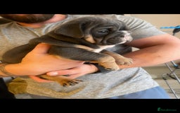 English Bulldog dogs for sale: 10 Top quality English bulldog puppies for sale  - Image 17