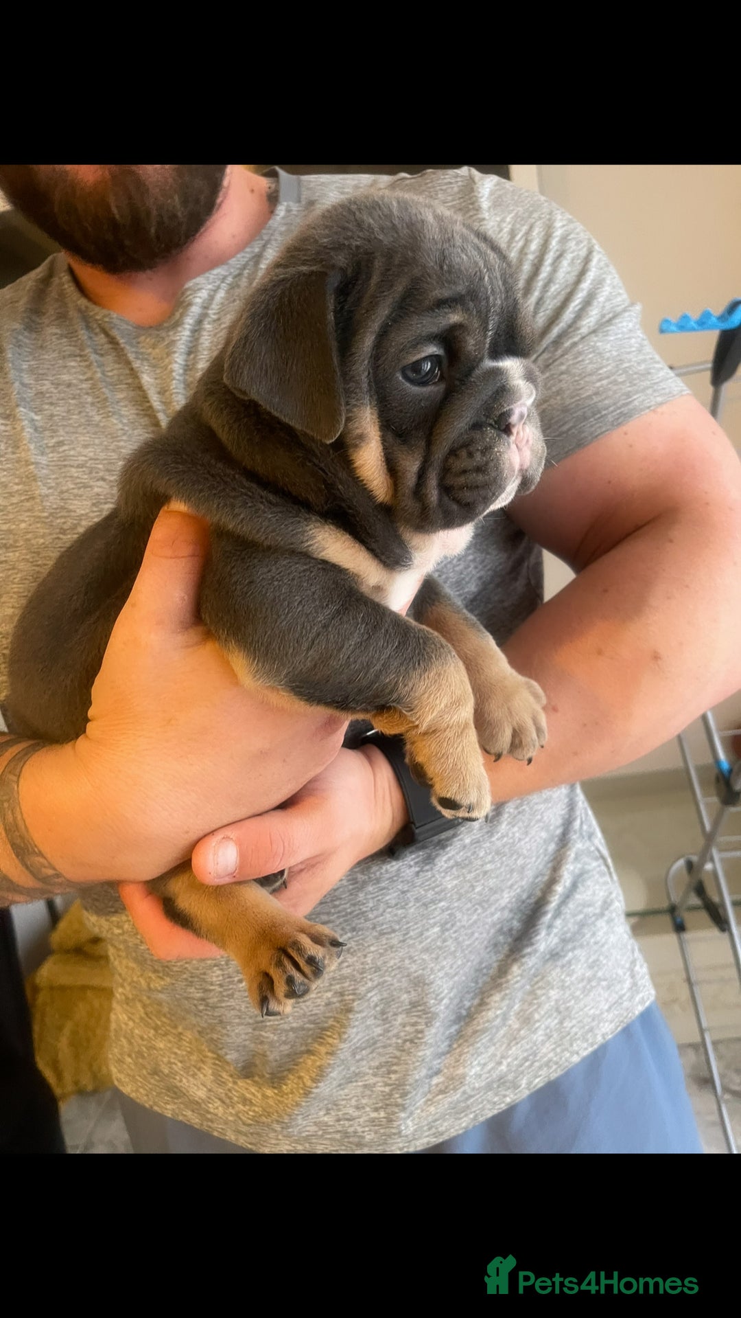English Bulldog dogs for sale: 10 Top quality English bulldog puppies for sale  - Image 17
