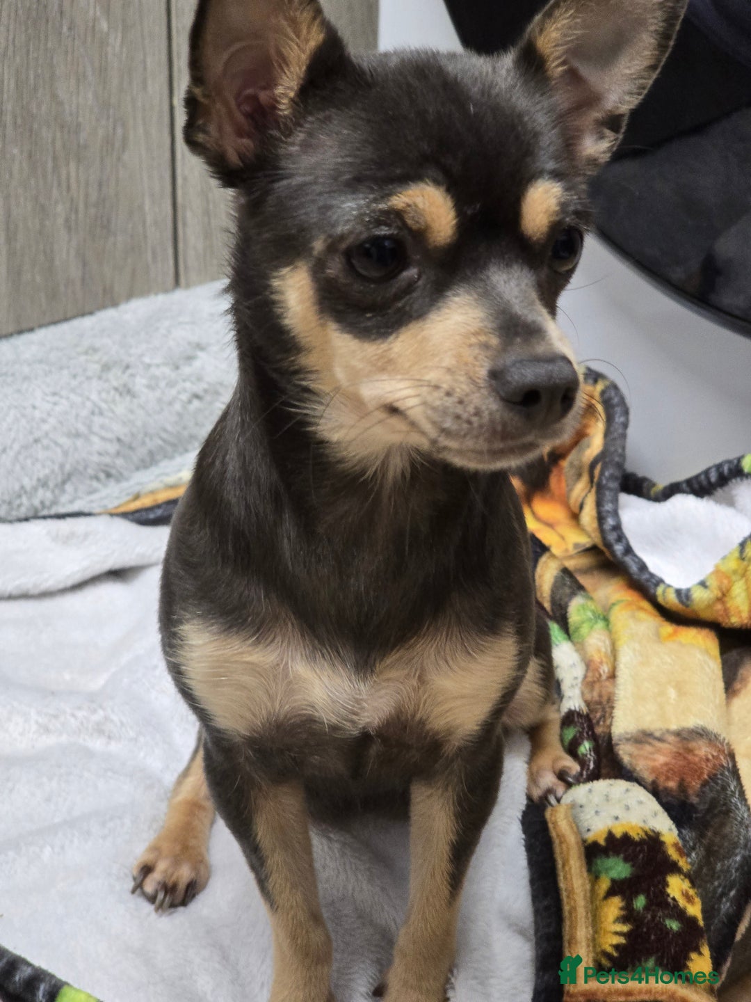 Chihuahua dogs for sale: Chihuahua pedigree pups. Not KC. - Image 4