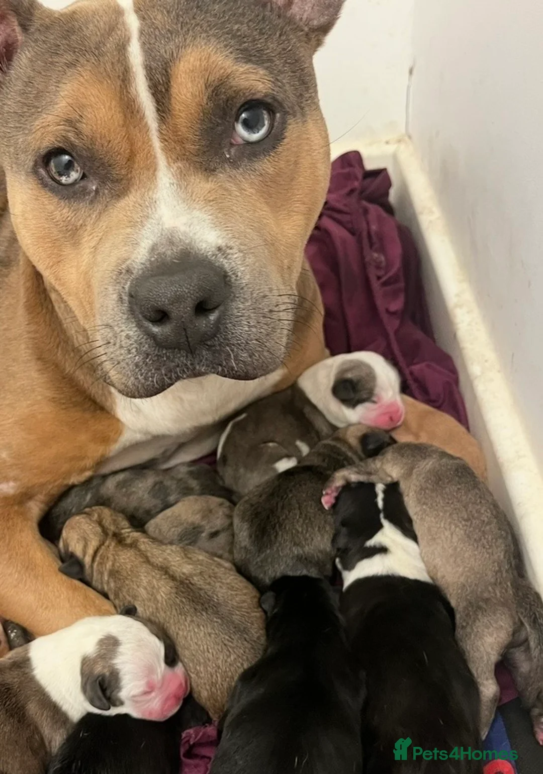 Mixed Breed dogs for sale: Mixed breed puppies  - Advert 16