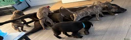 Mixed Breed dogs for sale: 9 mixed breed puppies in Salisbury - Advert 5