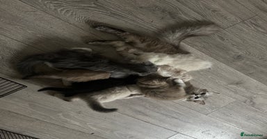 Ragdoll cats - Advert 1