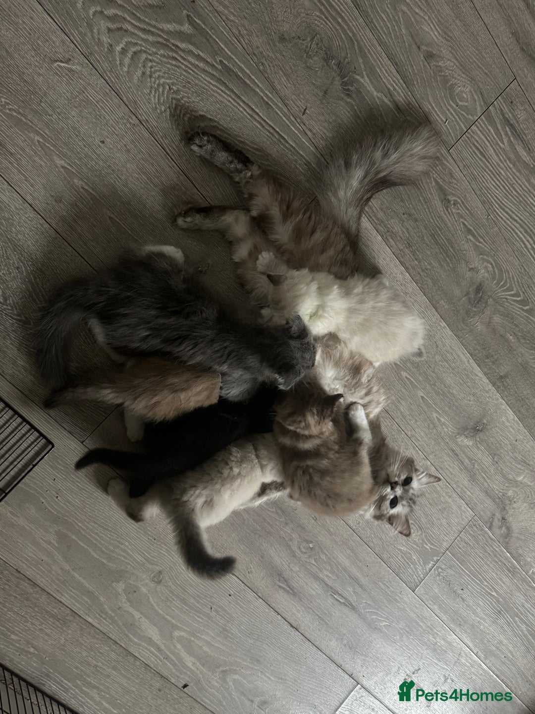 Ragdoll cats for sale: Mink Ragdoll - Image 2