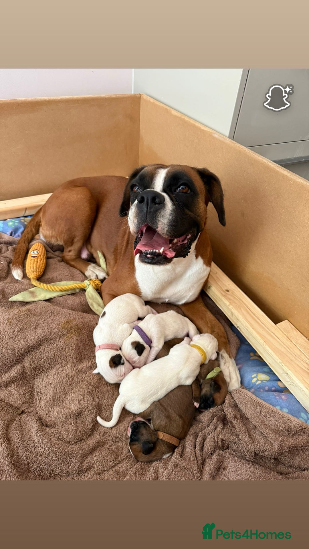 Boxer dogs for sale: Gorgeous KC Registered Boxer Pups - ONLY 3 LEFT - Image 12